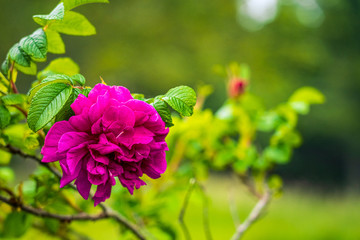 beautiful wildflowers dogwood wild rose and wild pea plants