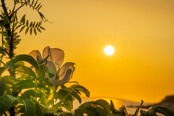 beautiful wildflowers dogwood wild rose and wild pea plants