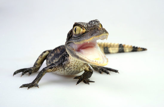 Spectacled caiman / Krokodilkaiman / N&ouml;rdlicher Brillenkaiman (Caiman crocodilus)