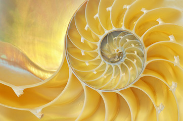 Close-up of a nautilus shell revealing its intricate patterns, textures, and details