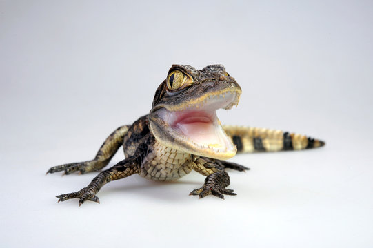Brillenkaiman / Spectacled caiman (Caiman crocodilus)