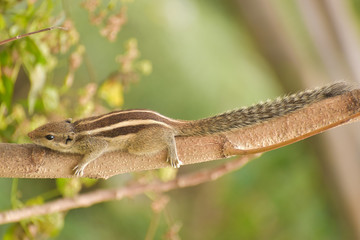 walking squirrel on a tree