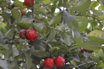 natural compose flowers and fruits