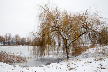 Winterlandschaft mit Trauerweide am Teich