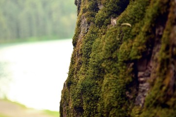 Musgo en el tronco de un árbol cerca de un lago