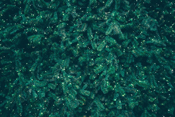 Background of green pine tree or Christmas tree branches
