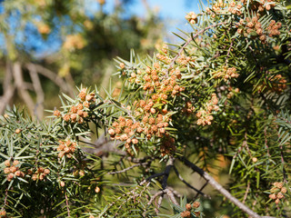 Petits cônes du genévrier cade (Juniperus oxycedrus) au revers de feuilles verticillées et épineuses à deux bandes blanches 