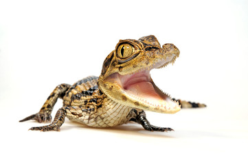 Spectacled caiman / Krokodilkaiman / Nördlicher Brillenkaiman (Caiman crocodilus)