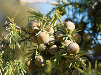 Jeunes C&ocirc;nes ou baies verd&acirc;tres du genevrier cade (Juniperus oxycedrus)  