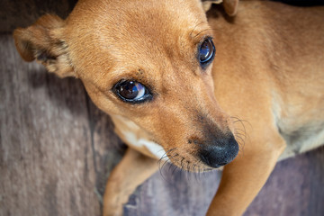 cão