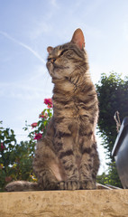 Obraz premium cat on tree