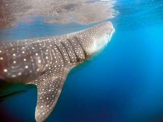 A Whale Shark (Rhincodon typus) feeding on plankton