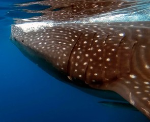 A Whale Shark (Rhincodon typus) feeding on plankton