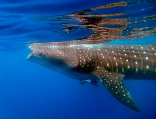 A Whale Shark (Rhincodon typus) feeding on plankton © Rob