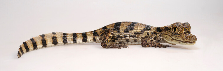 Spectacled caiman / Brillenkaiman (Caiman crocodilus) - obrazy, fototapety, plakaty