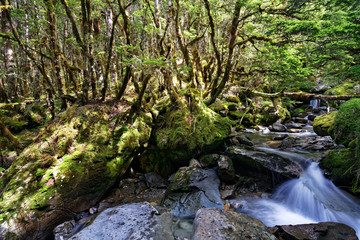 Naklejka na ściany i meble Unnamed creek in Kahurangi National Park, New Zealand.