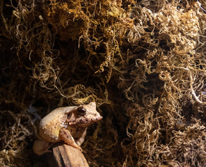 Solomon frog on mossy background