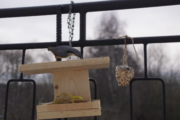 Ptak Kowalik ,Kowalik ,ptak zimą ,dokarmianie ptaków