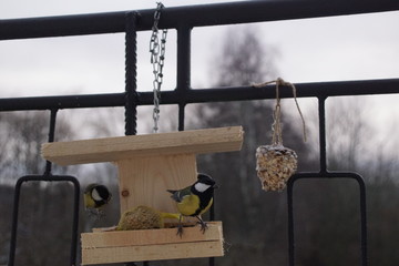 Sikory ,ptaki sikory ,Sikory Bogatki ,ptaki zimą ,dokarmiane ptaki