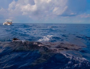 Tour boats with guests snorkelling with Whale Sharks (Rhincodon typus)