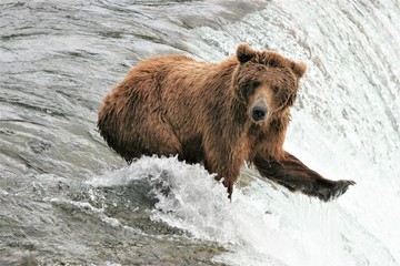 Obraz na płótnie Canvas Brown bears looking for salmon at Katmai Falls