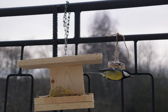 Sikory ,ptaki sikory ,Sikory Bogatki ,ptaki zimą ,dokarmiane ptaki