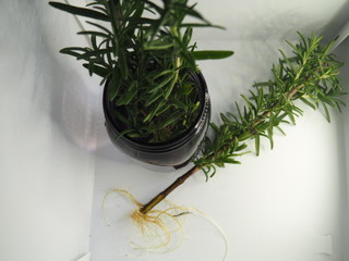 Rosemary being rooted in a mason jar