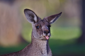 A portrait of a male Australian grey kangaroo sticking its tongue out