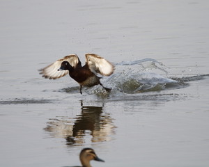 Male White-Eyed Duck Taking Off