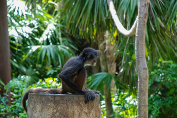 White-Bellied Spider Monkey (Ateles belzebuth)