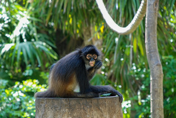 White-Bellied Spider Monkey (Ateles belzebuth)