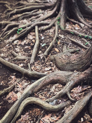 roots of a tree