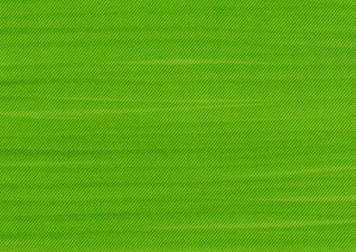 A green background image of a brush touch texture with a high-quality, straight line.  Vector image that can be modified and used in editing design.