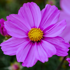 Obraz premium Cosmos