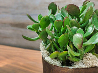 selective focus on a potted succulent plant on a wooden table
