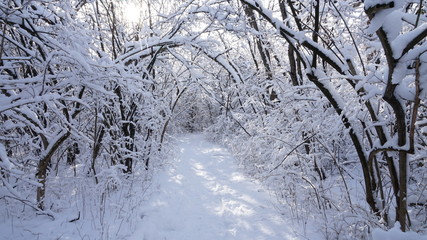 Winter forest landscape
