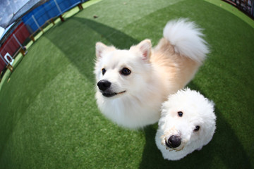 Happy puppies in a private playground