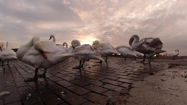 Geese gathered on canal channel waterway at early morning sunrise. Amazing orange cloudscape.