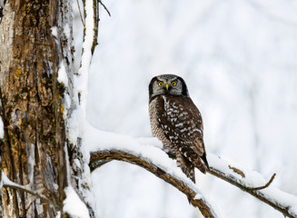 Northern Hawk Owl Perched in Tree Covered in Snow in Winter 