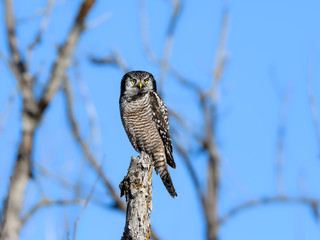 Northern Hawk Owl Perched in Tree  on Blue Sky in Winter 