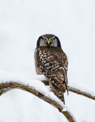 Northern Hawk Owl Perched in Tree Covered in Snow in Winter, Isolated Portrait