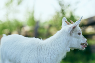 Fototapeta premium white goat on a meadow