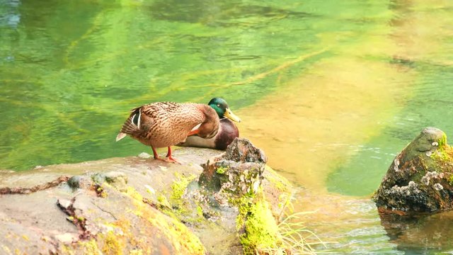 a pair of mallard ducks rest beside a lake at plitvice lakes national park in croatia