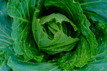 Orgarnic cabbage head with green leaf raw food ingridient