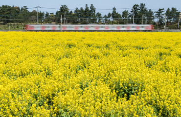 菜の花と列車の風景