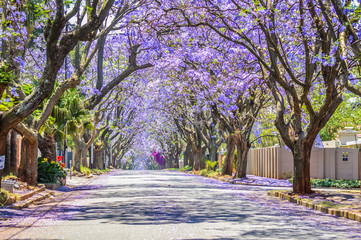 Purple blue Jacaranda mimosifolia bloom in Johannesburg and Pretoria street during spring in...