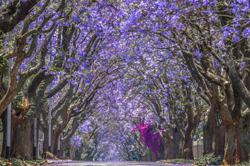 Purple blue Jacaranda mimosifolia bloom in Johannesburg and Pretoria street during spring in...