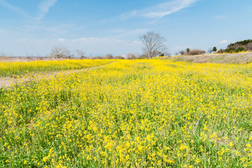 Obraz premium 晴れた菜の花畑