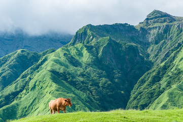阿蘇の赤牛と山並み