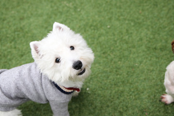 Happy puppies in a private playground